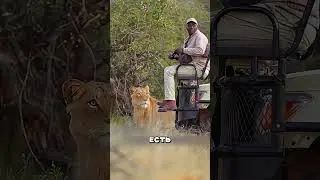WHY DON'T LIONS ATTACK TOURISTS? 🦁 
