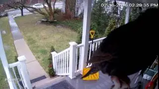 Bird on the porch caught on camera