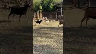 #Typical #Noon #Goats 🐐🐐🐐