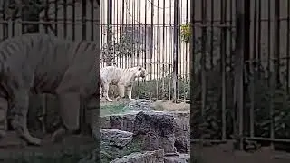 Me at the zoo