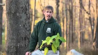 A Lesson in Hydrangea Pruning