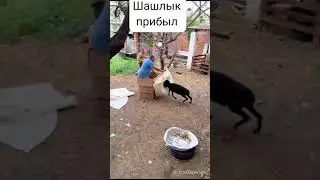 Шашлык прибыл😂 Ржач