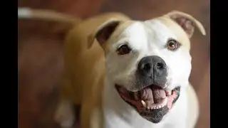 Pitbull eats Mama's props! 😅🎥❤️🤣#dogtoys #dogs
