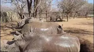 The rhinos get a mud bath and a hose down