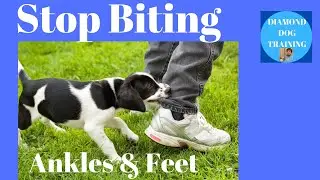 How To Stop Puppy From Biting Ankles And Feet When Ouch No Longer works
