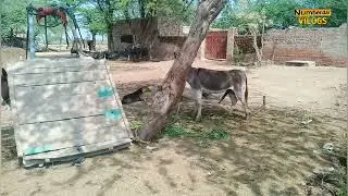 Male Donkey with Three Female donkeys | horse breeding | donkey matching 2022 | numberdar life vlogs