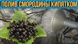 Полив смородины КИПЯТКОМ Нужно ли это делать и какие результаты он дает Советы Садовода и Огородника