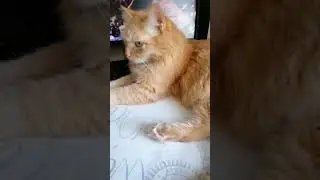 Лежу, жду завтра 