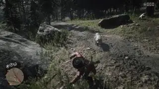 Dog from above