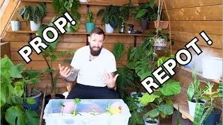 Wet Stick Propagation, Saving a Norfolk Pine and Repotting Elephant Ear  Alocasia!