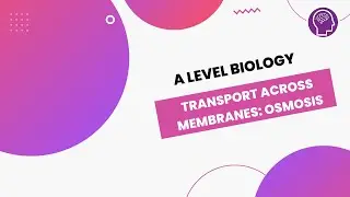 Transport Across Membranes: Osmosis | A Level Biology | OCR, AQA, Edexcel