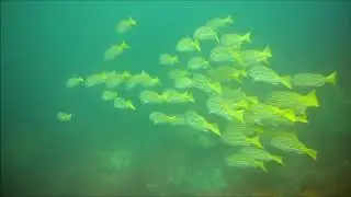 Gordon Rocks Galapagos Diving
