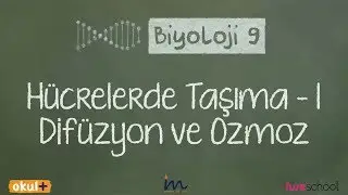 Hücrelerde Taşıma Difüsyon ve Ozmoz