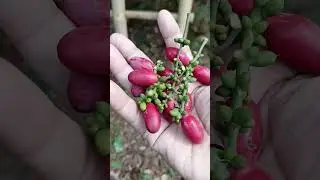 Panen Buah Melinjo (Buah Tangkil)