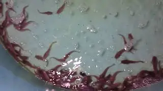 Перевеска малька клариевого (мраморного) сома