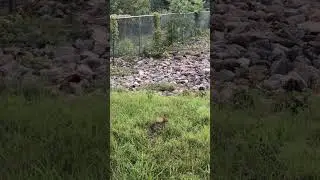 Canadian Geese Parents Evening Routine W/ Babies…Cue The Cute Bunny To Watch #nature#wildlife#love