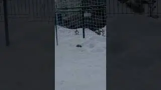 Не рассчитали расход пороха🤣🤣🤣
