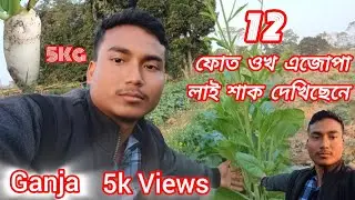 12 ফোত ওখ  এজোপা লাই শাক #assamesevlogvideo