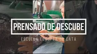 Prensado de Descube Escuela Europea de Cata