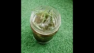 وصفة ديال  تساقط الشعر بالسنبل الهندي و سانوج