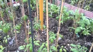 Теплица,зеленое удобрение , перцы ,томаты.