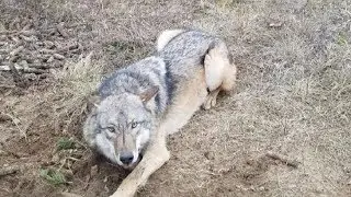 Спасение диких животных из браконьерских ловушек.