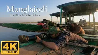 Bird Photography in Mangalajodi Bird Sanctuary | Wildlife Photography in India. | Vetnai , Blackbuck