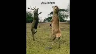 Два оленя