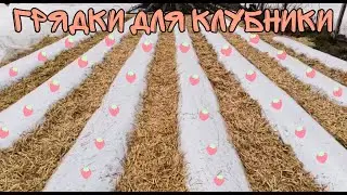 Делаем грядки для клубники сортов Крапо 10, Кабрилло, Мальга, Маригет
