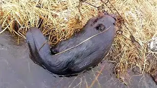 Spring Beaver Trapping 2020 Part 2 Castor. and Conibears Produce Big Beaver!