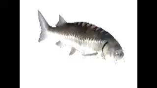 gruh
