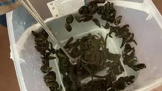 Leech Care at the Pharm. Daily leeches-water changing! Грижа за Хирудо Пиявици във Ферма. Tsetsi