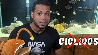 😞CíCLIDOS AFRICANOS - LA Realidad que DEBES saber sobre estos peces