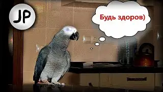 ✅ КОГДА ТЫ ЗАБОЛЕЛ, НО У ТЕБЯ ЕСТЬ ГОВОРЯЩИЙ ПОПУГАЙ 🐦 ЖАКО ПЕТРУНЯ