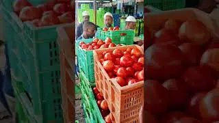 Punganur tomato Market 🍅🍅 28/09/2024