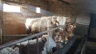 Fattening of bulls. 15 days before slaughter.