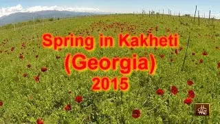 MGart - Spring in Kakheti