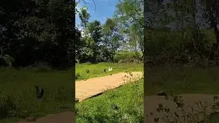 Bilad ng Palay #buhayprobinsya #ricedrying #manok #pasaway #shorts