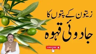 Zaitoon k Pattay Ke Fayde | Benefits of Olive Leaves