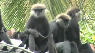 Monkey family. Guesthouse Sea View. Unawatuna. Sri Lanka 4