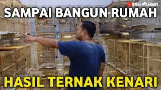 OTW NGAMBIL ANAKAN KENARI PRESTASI‼️RAHASIA TERNAK KENARI LANCAR