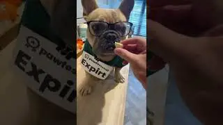 Always listen to experts 🐾 #dog #frenchie #funnydog