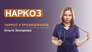 Наркоз у брахицефалов