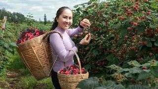 Harvest Raspberry and bring them to the market sell - cooking| Emma Daily Life