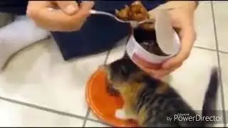 Funny animals #3