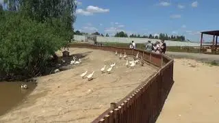 Птичье озеро и жители по соседству🦆🦤 ПАРК ЗЕМЛЯ ПРАЙДА 🌿