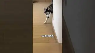 얘 왜 이러는지 아는 사람 🐾👀 #shorts #cute #animals #댕댕이 #강아지 #pets #허스키