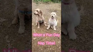 Maddie Doodle Goldendoodle puppy play day