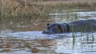 Hippo Yawn at Sabi Sabi