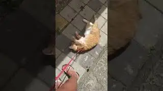 Rainy lazy cat